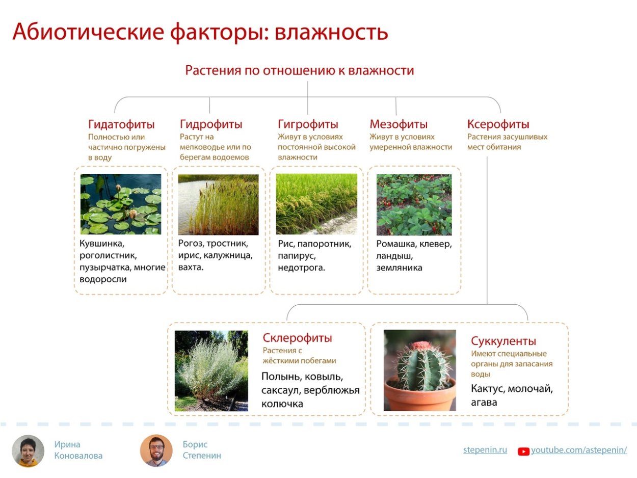 Куксония Эра