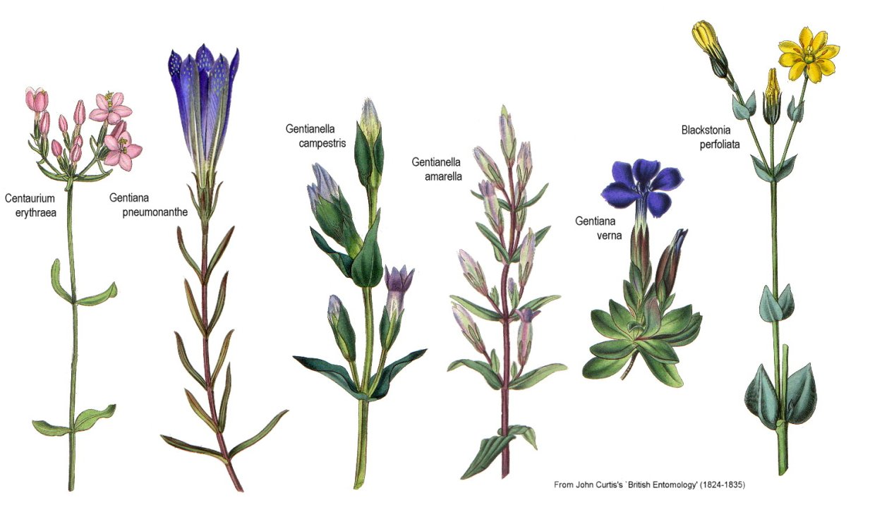 Василек раскидистый Centaurea diffusa