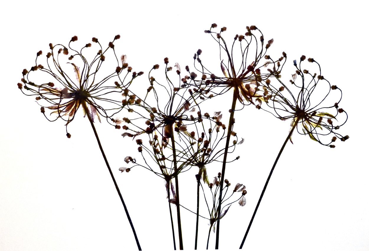 Ботанические иллюстрации лекарственных растенийрастений