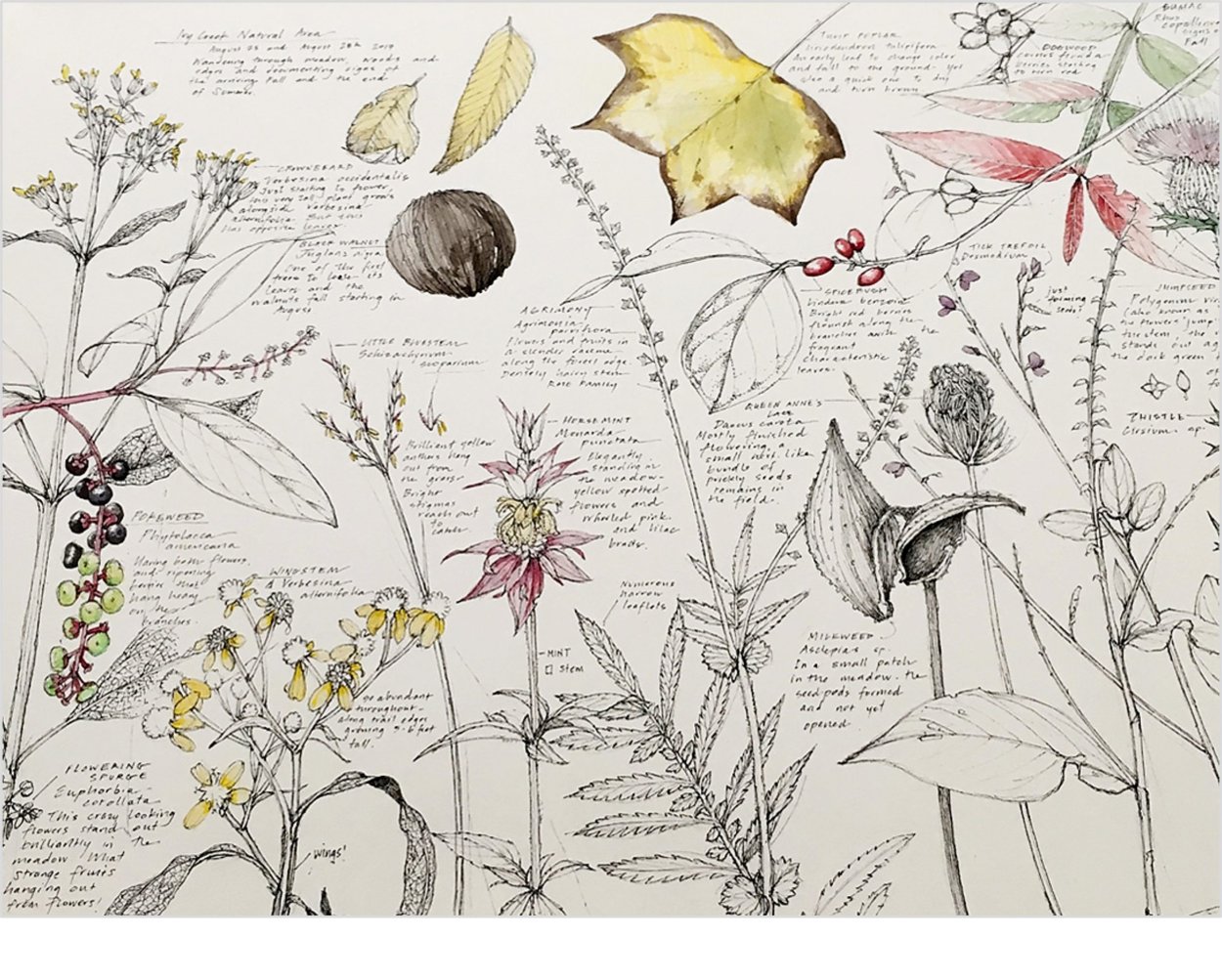 Зарисовки мелких растений