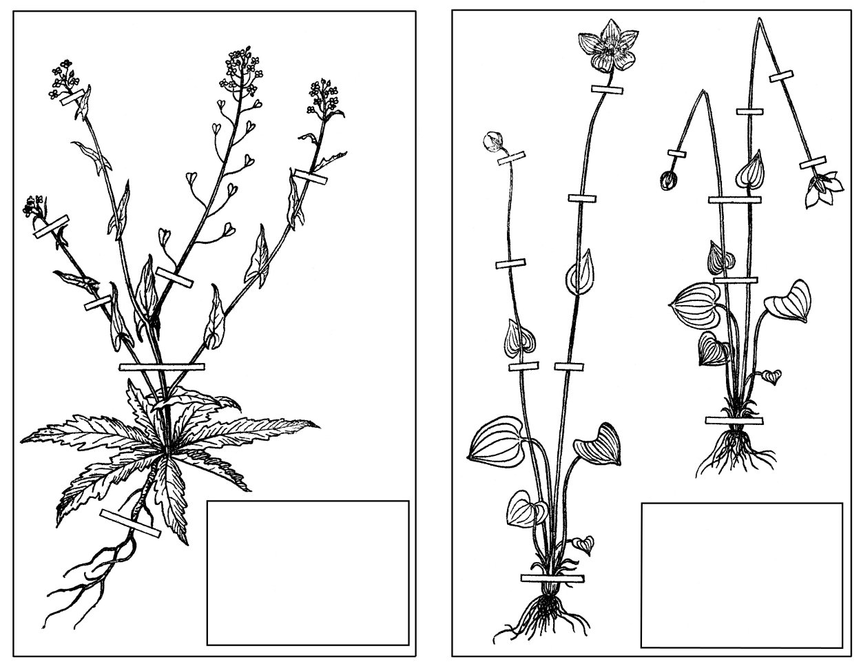 Растений семейство Сложноцветные гербарий