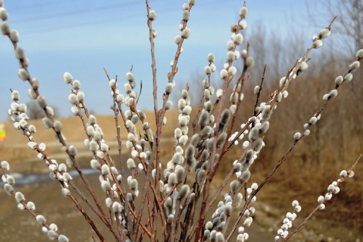 Цветущая Верба