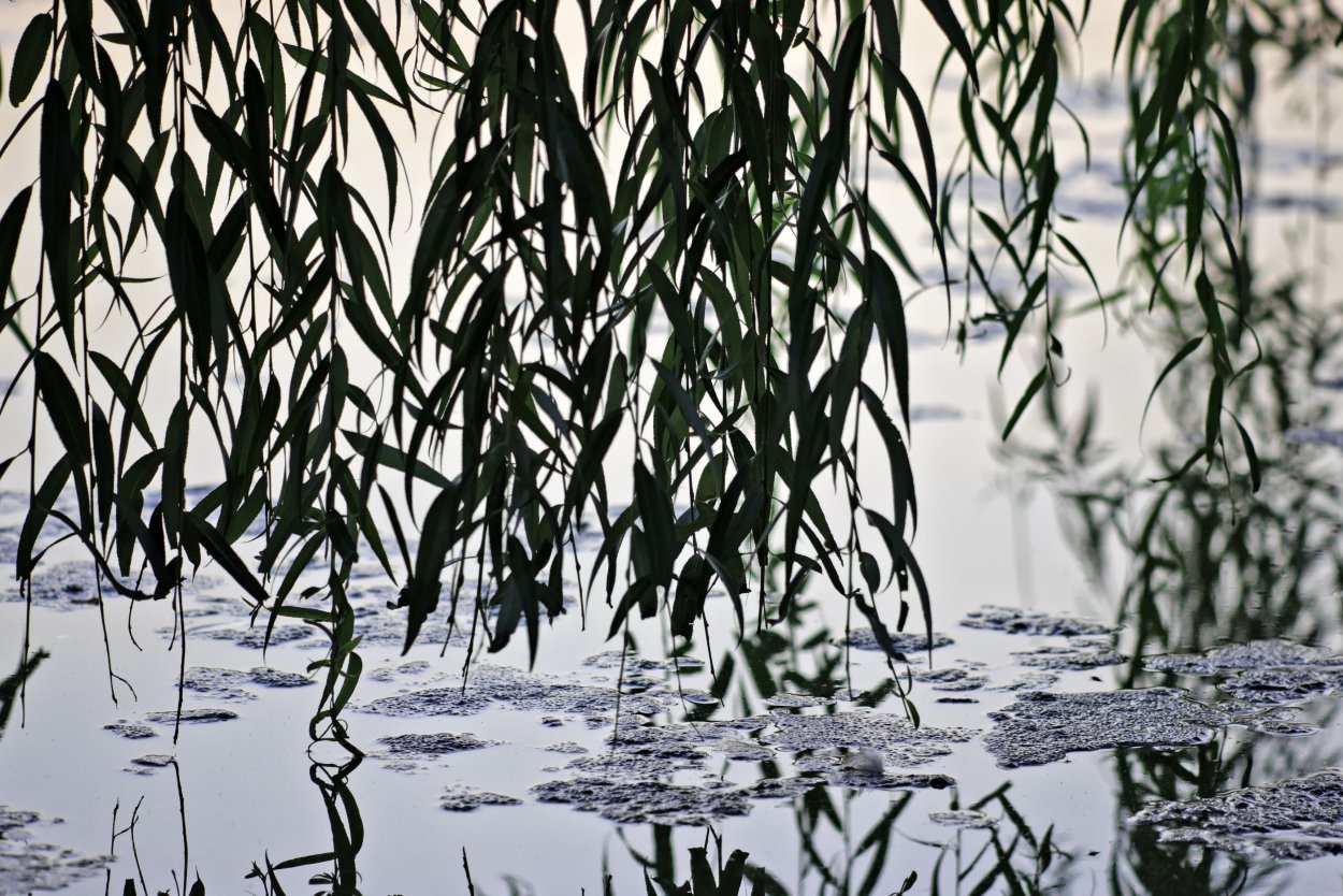 Верба Ива лоза