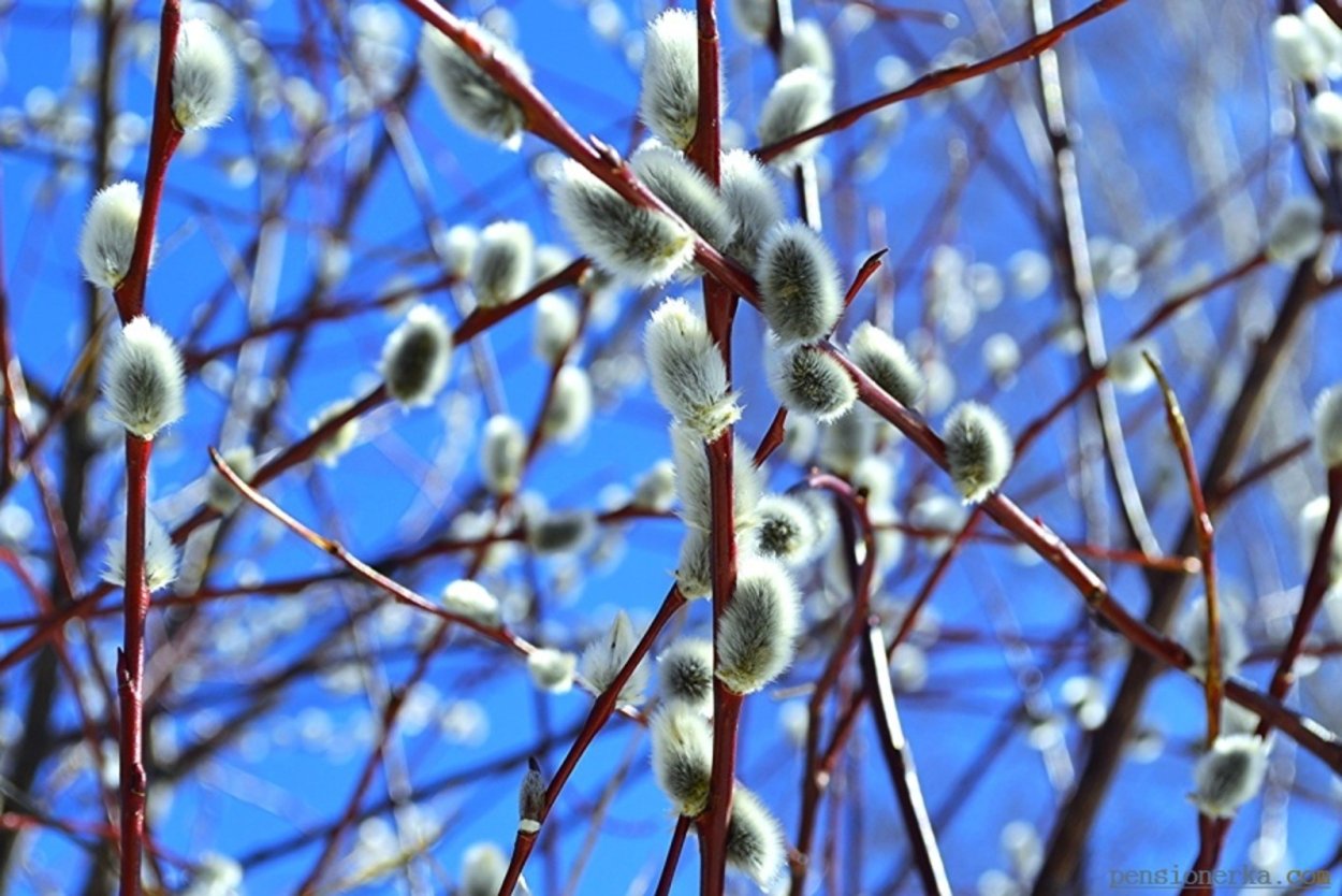 Распустившаяся ветка вербы