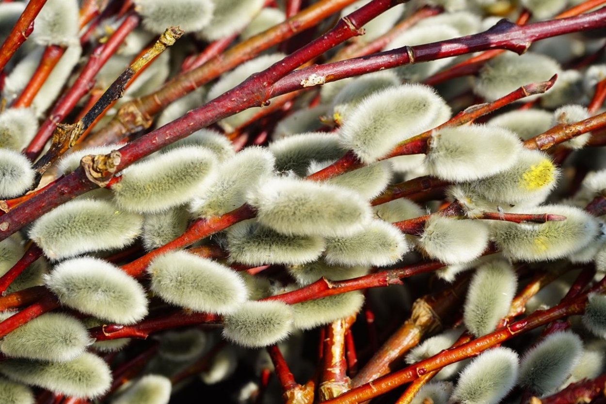 Ива ломкая Верба