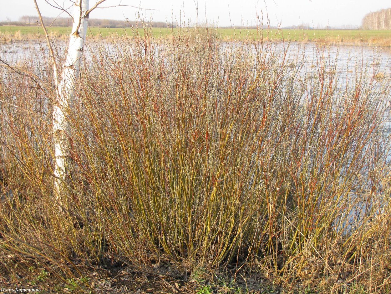 Ива остролистная краснотал