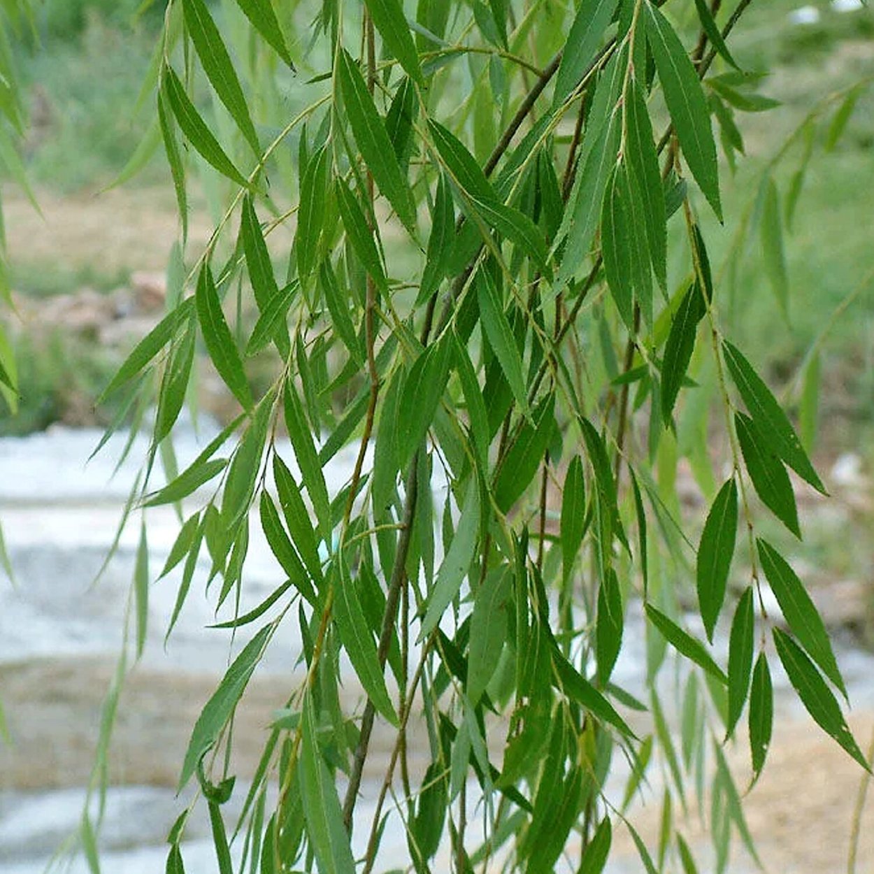 Весенняя Березка плакучая