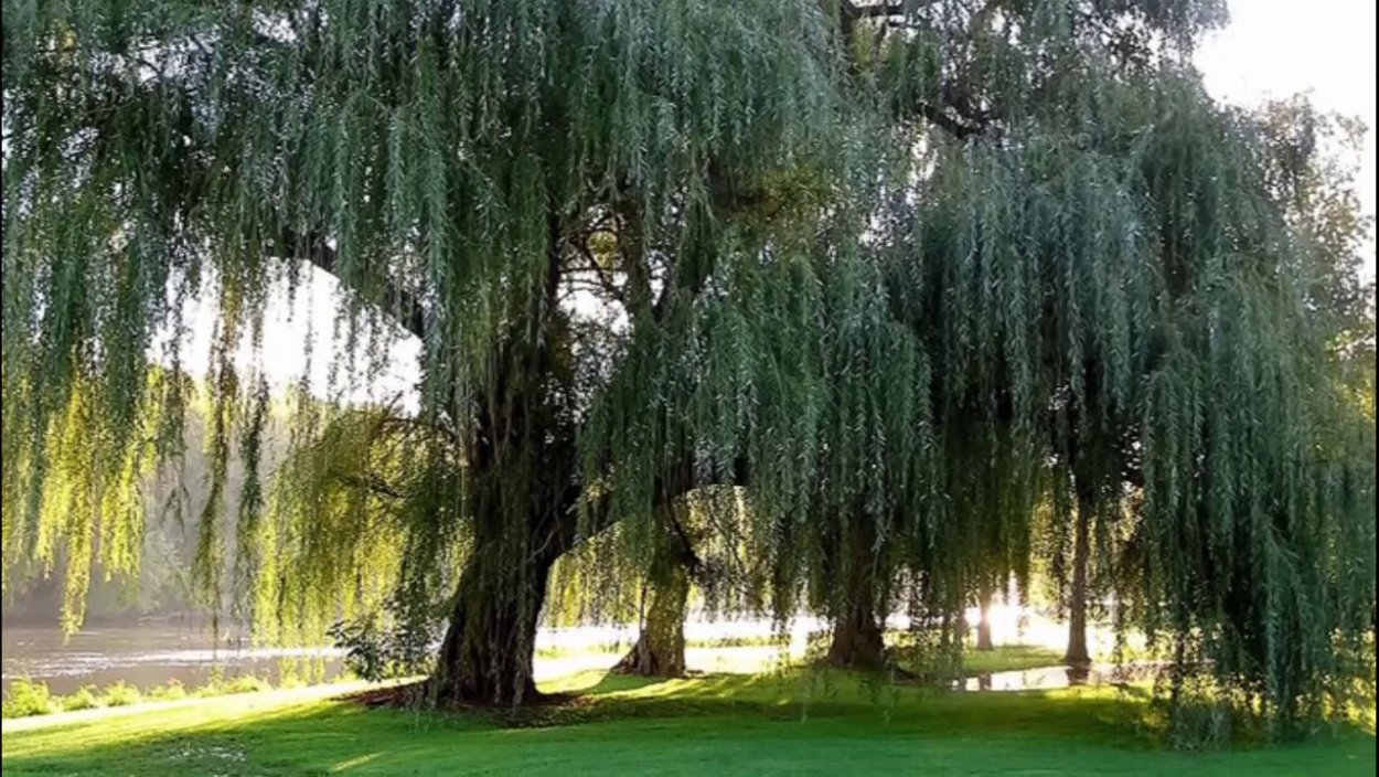 Salix Alba Ива плакучая