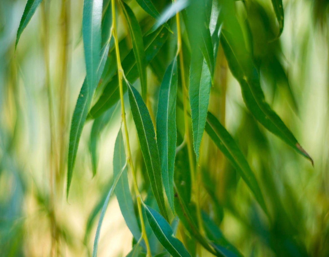 Плакучая Ива дерево листья