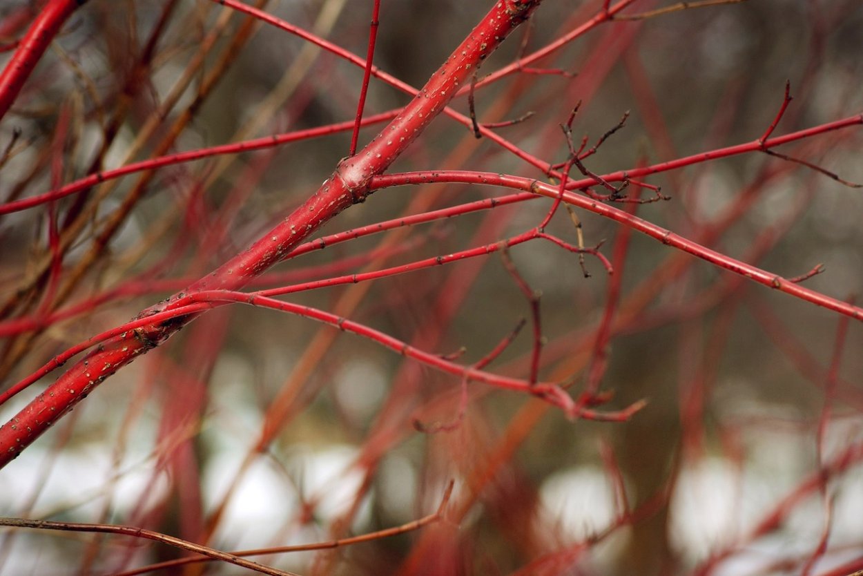 Астрея. Плакучая Ива