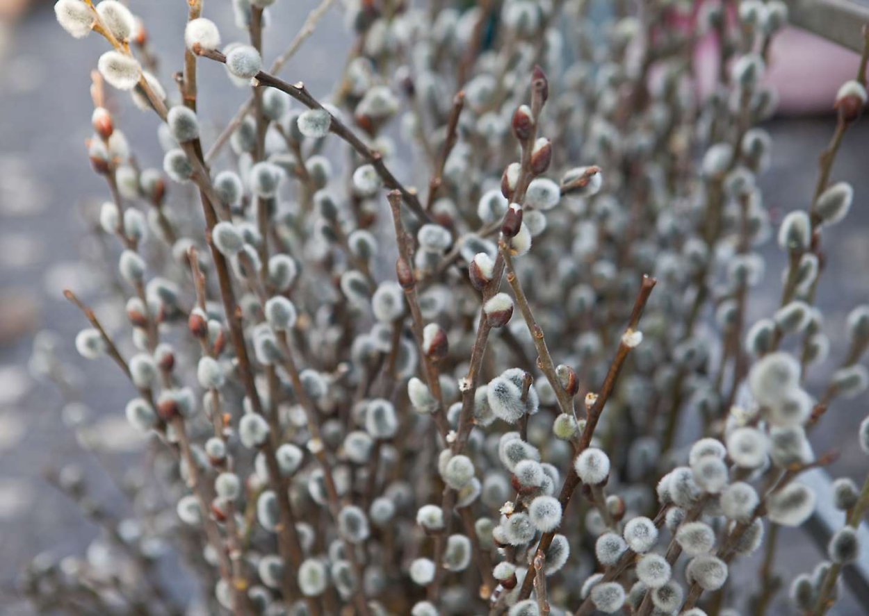 Spring interrupted snowy pussy Willows the view