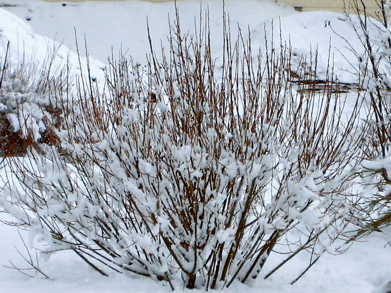 Ива, ветла, Ракита, Верба что