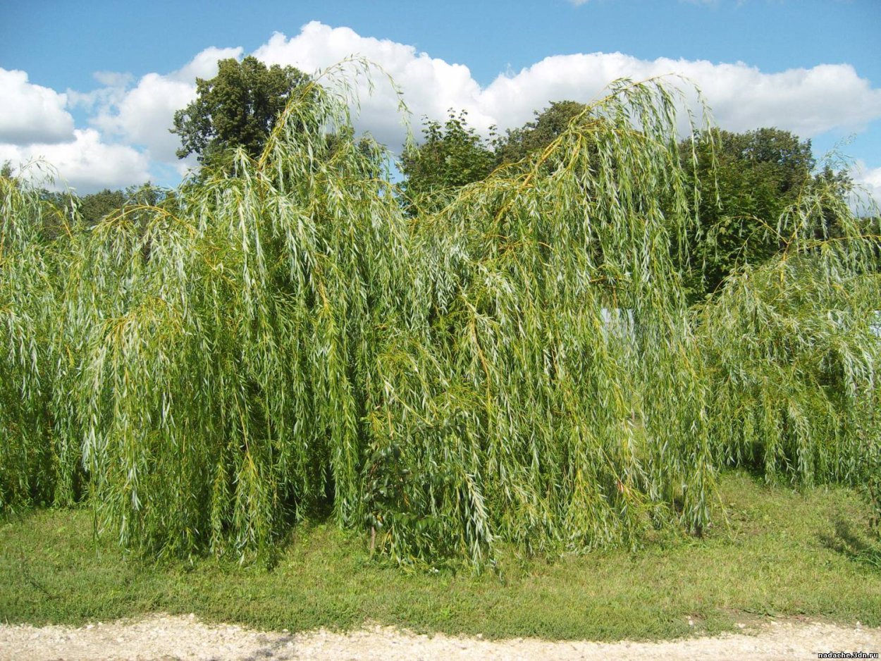 Ива дарпирская