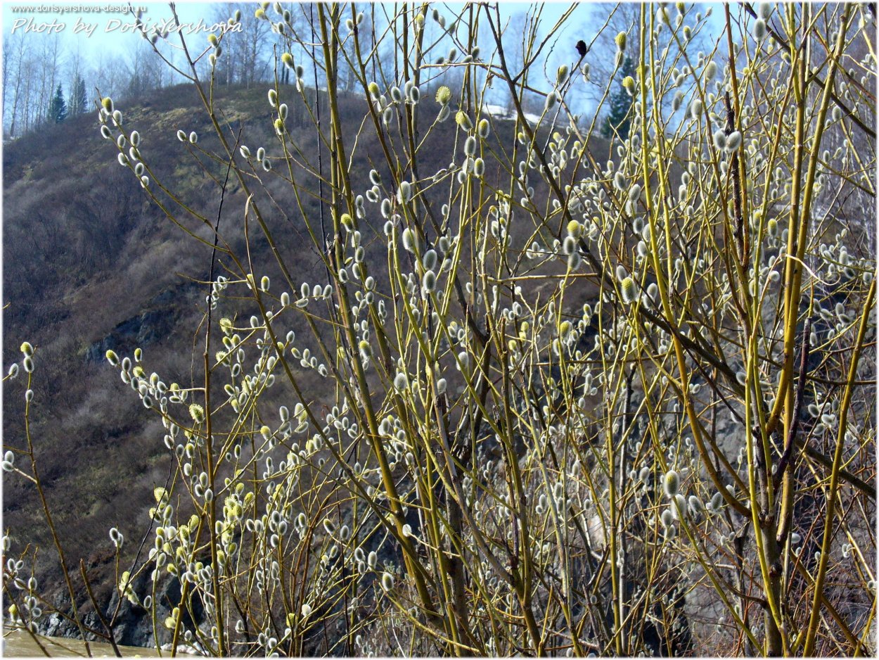 Верба остролистная дерево
