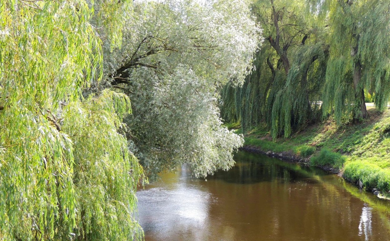 Ива пестролистная плакучая