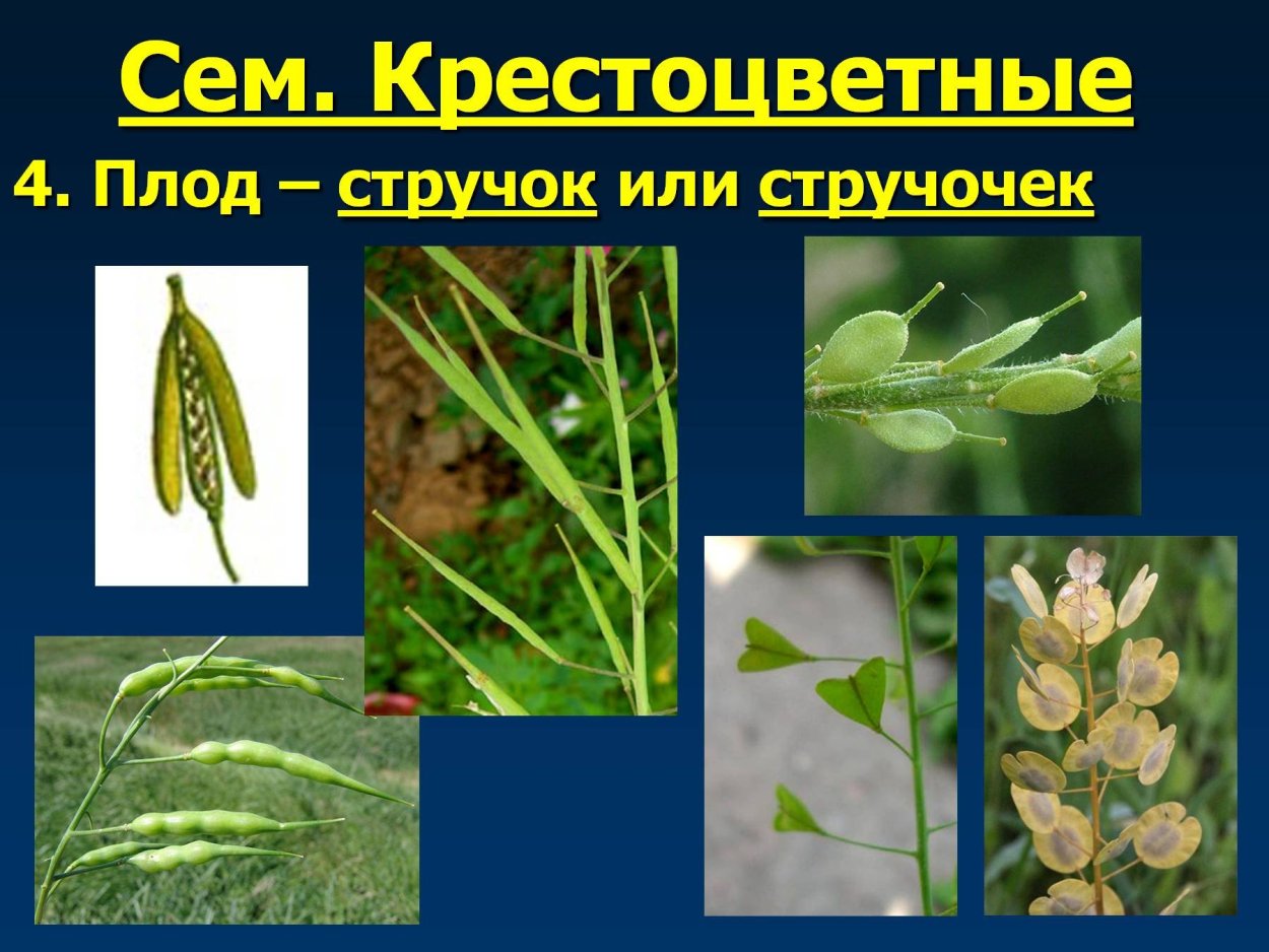 Рок-Кресс, крестоцветный, расцветает