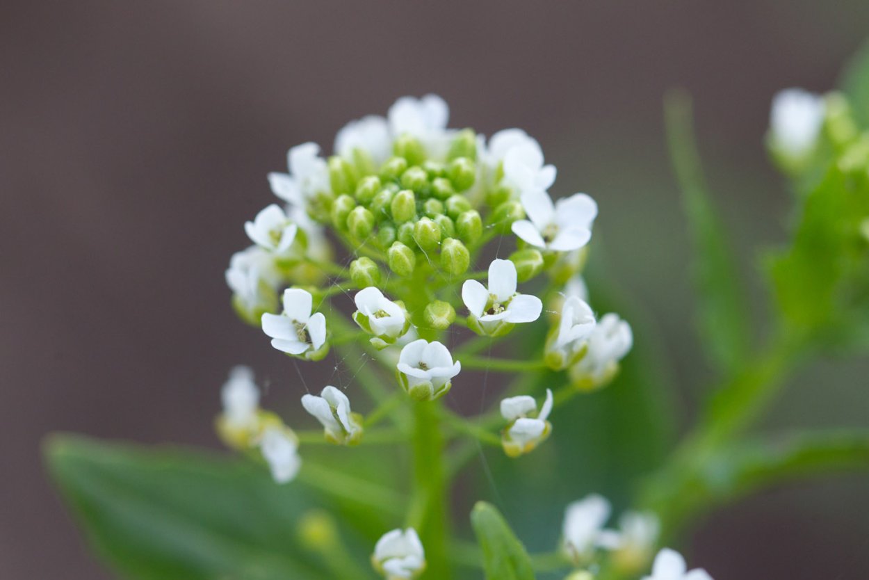 Семейство крестоцветные строение цветка