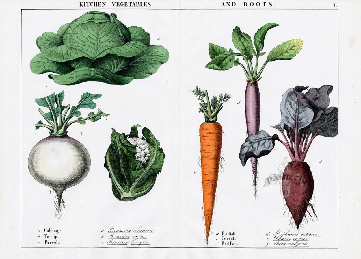 Растений семейство Сложноцветные гербарий