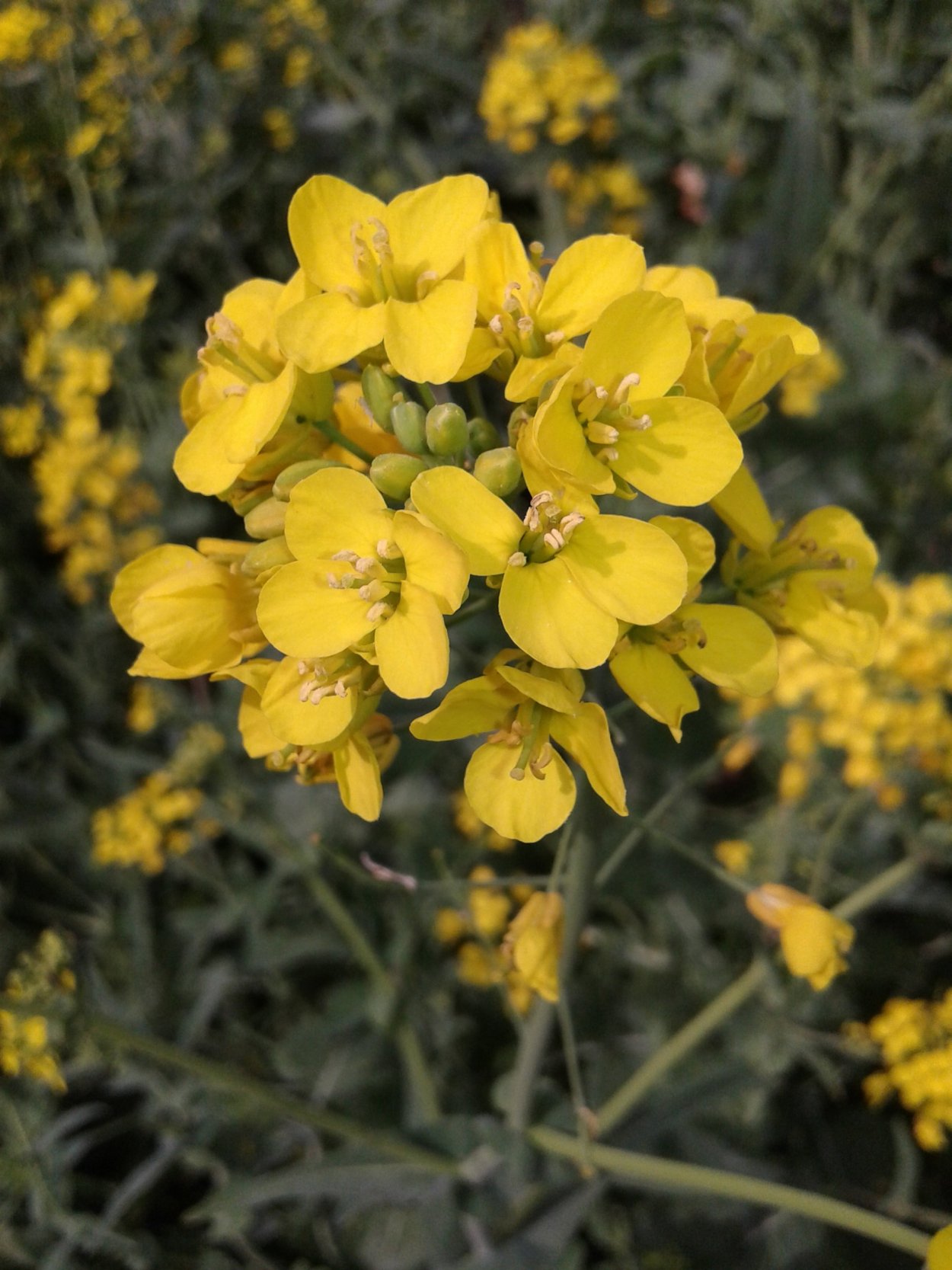 Капуста Полевая сурепка