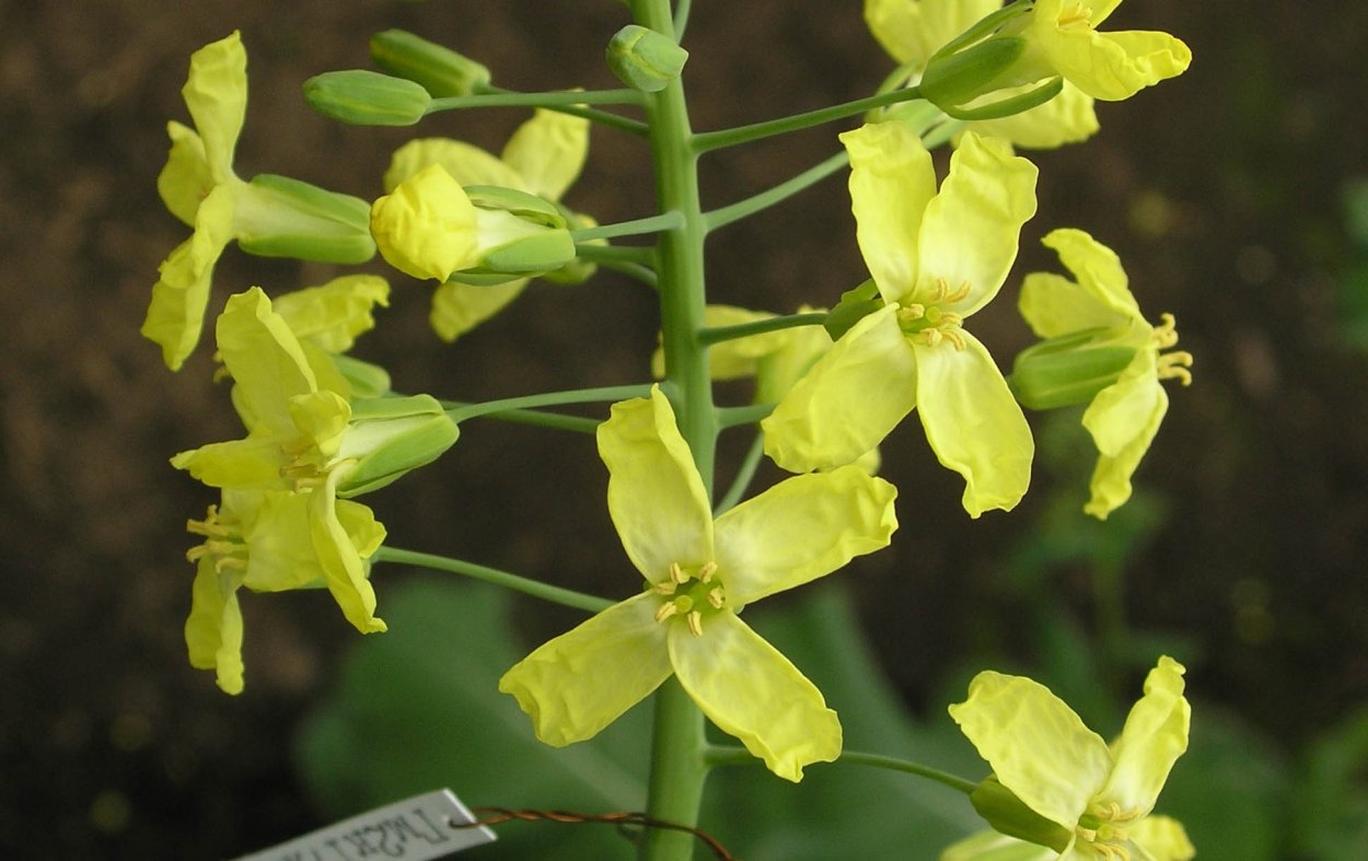 Пастушья сумка обыкновенная