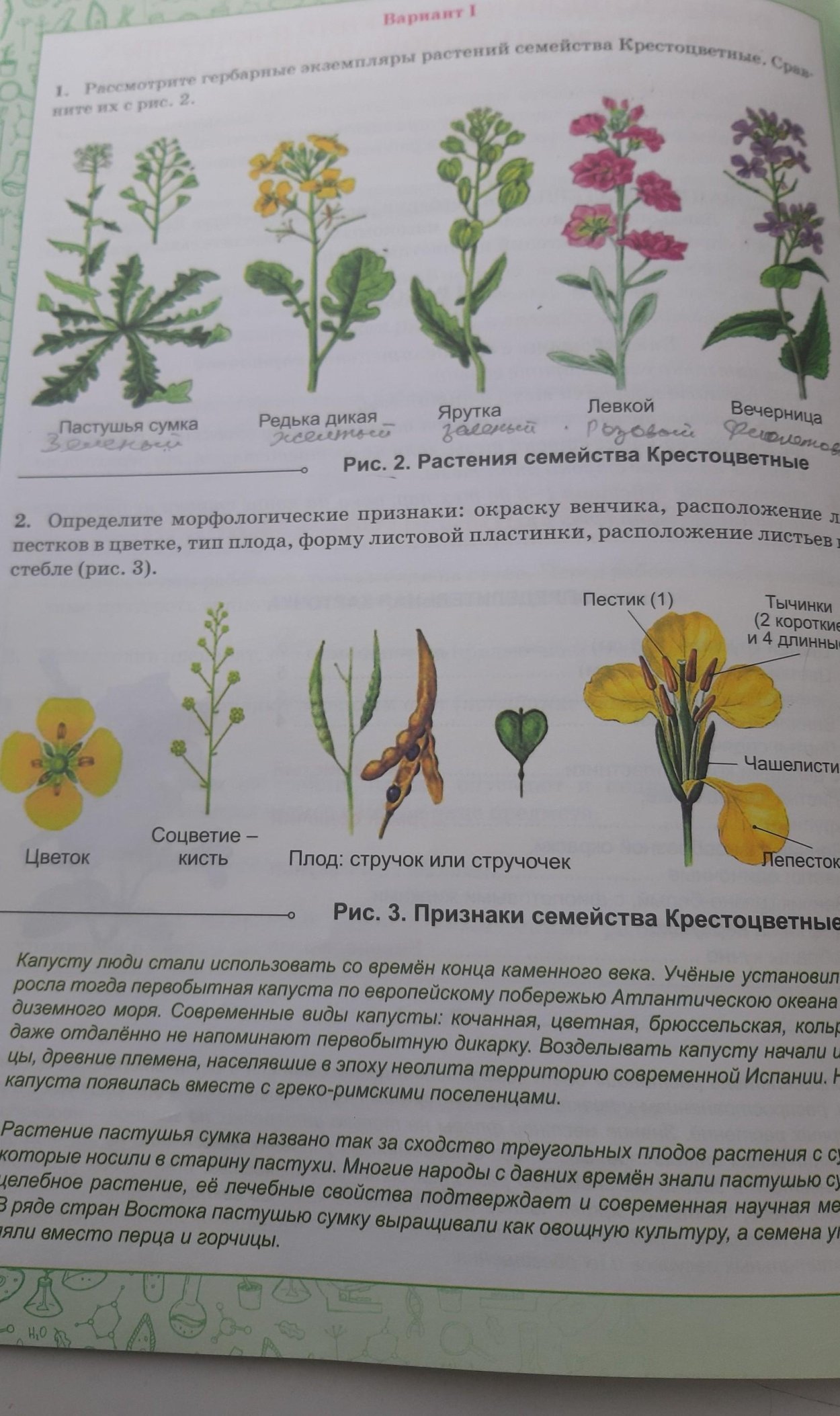 Флокс вечерница