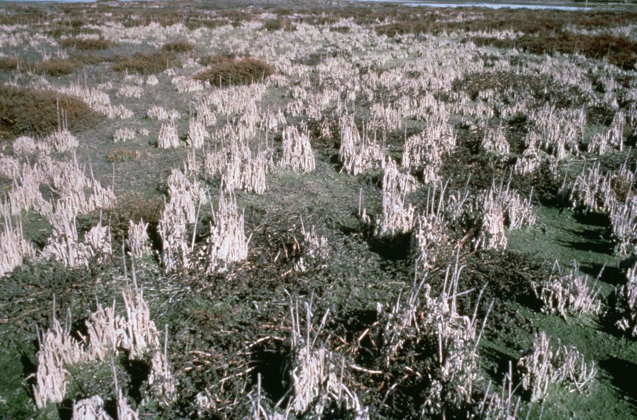 Мелиорация почвы Солонцы