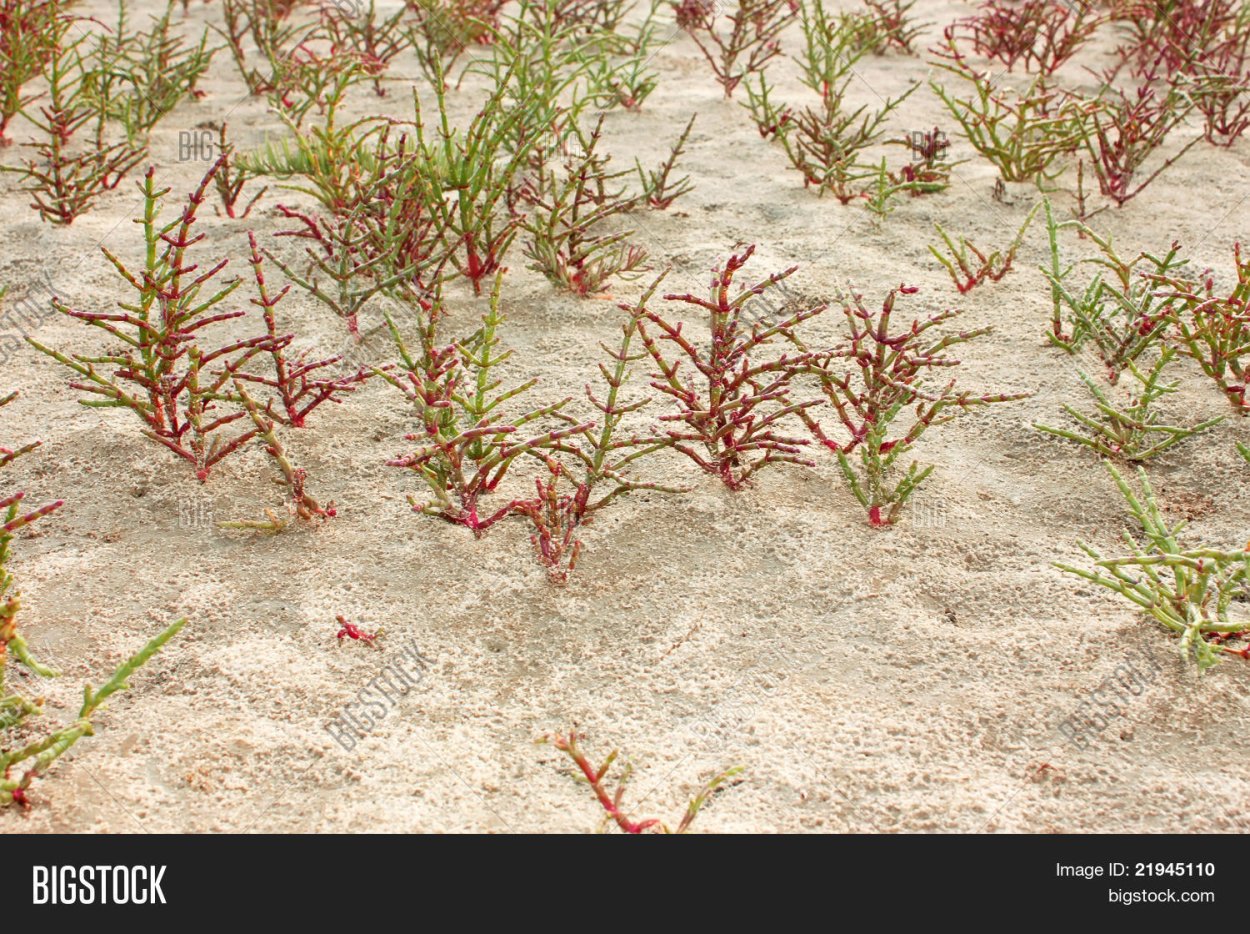 Первичное засоление почв