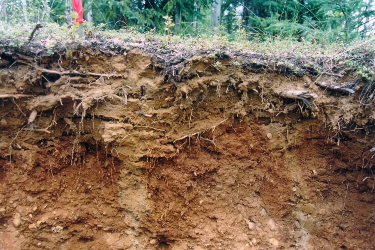 Степень засоленности почвы