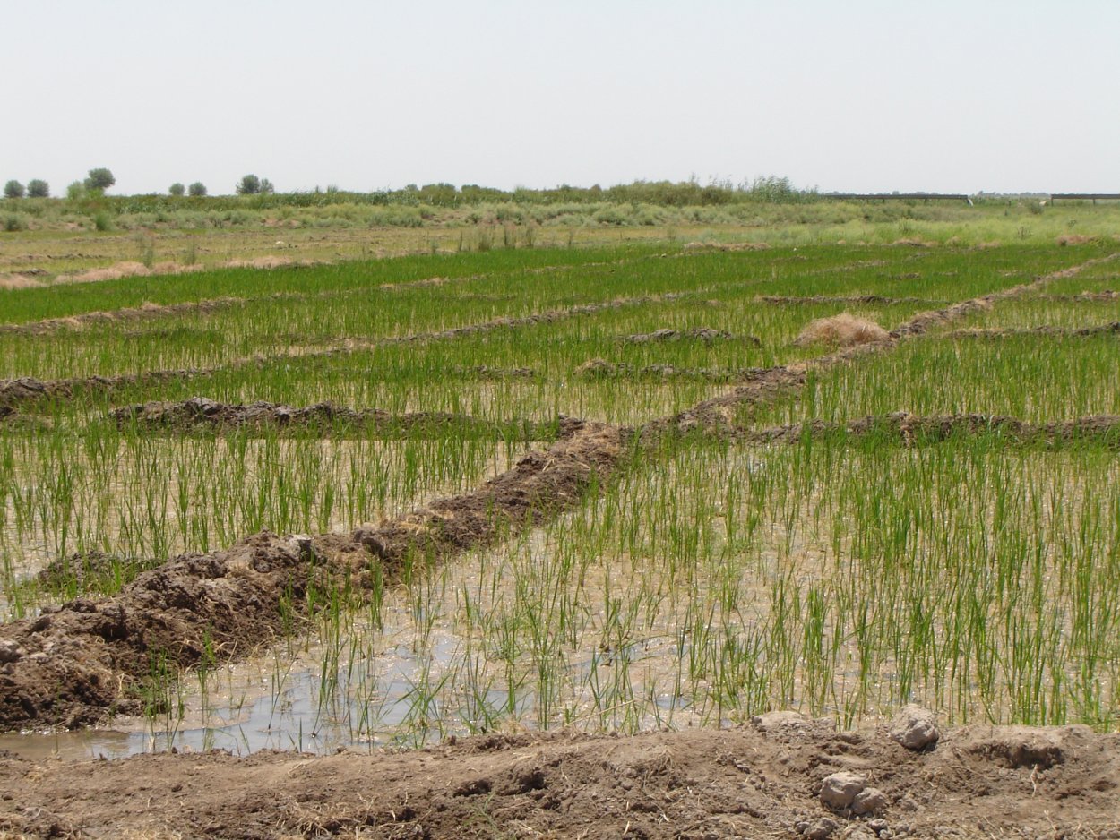 Строение . Функции . Типы корневых систем