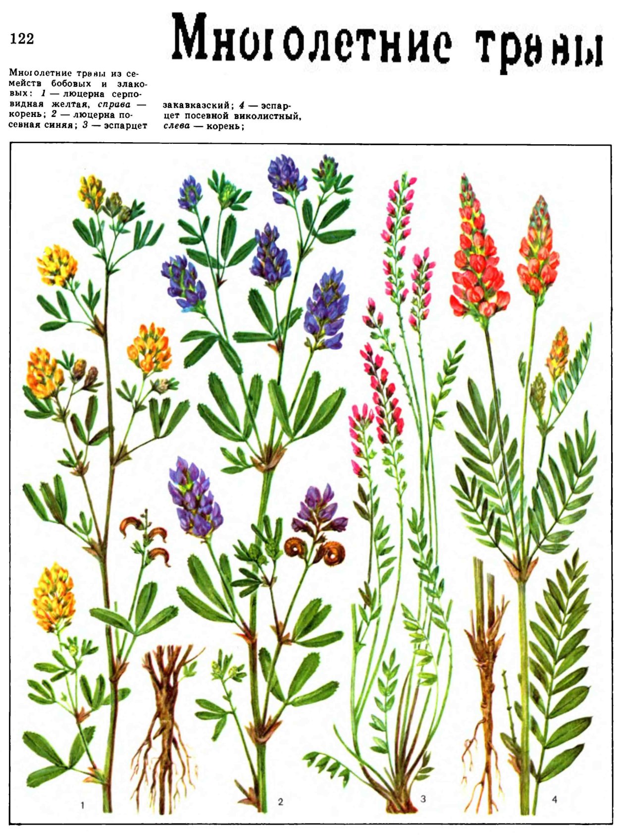 Люцерна эспарцет рисунок