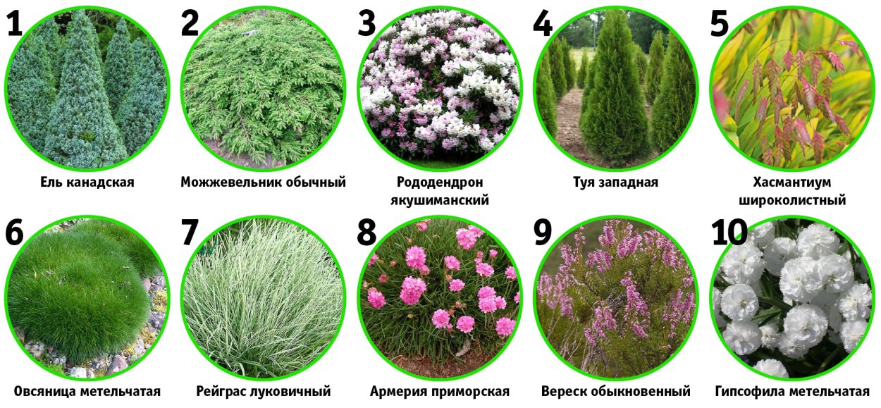 Цветник со списком растений