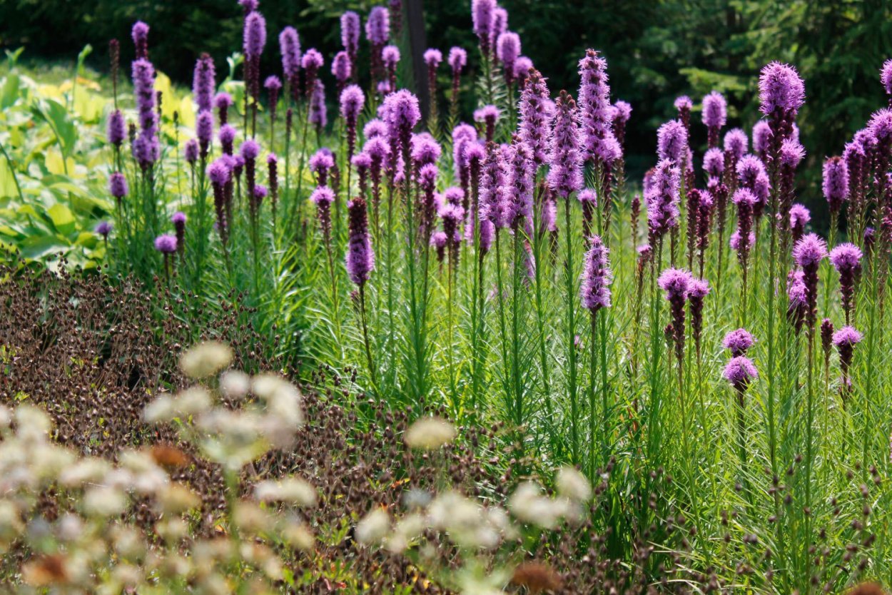Цветок пеннисетум лисохвостный