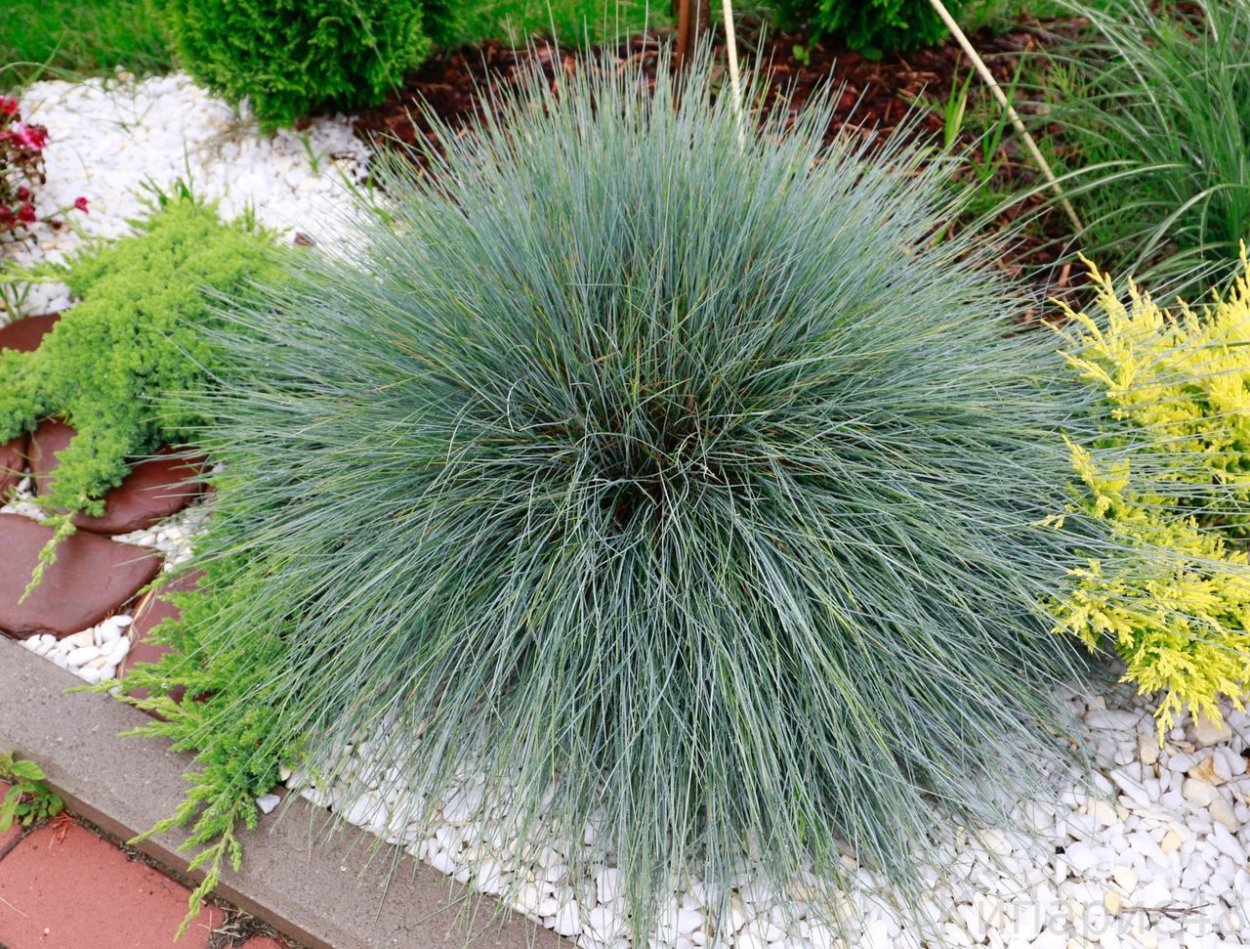 Овсяница Аметистовая Festuca amethystina