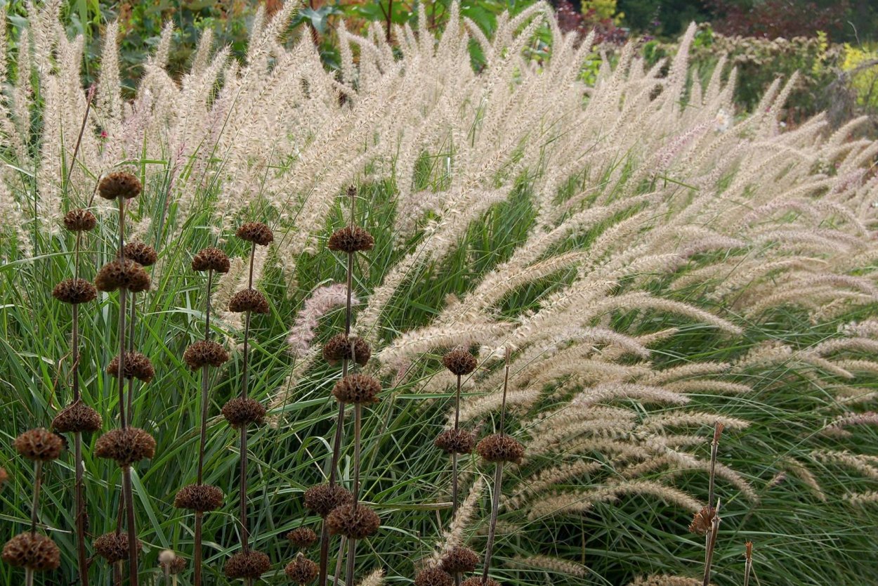 Астра крупнолистная Вейник