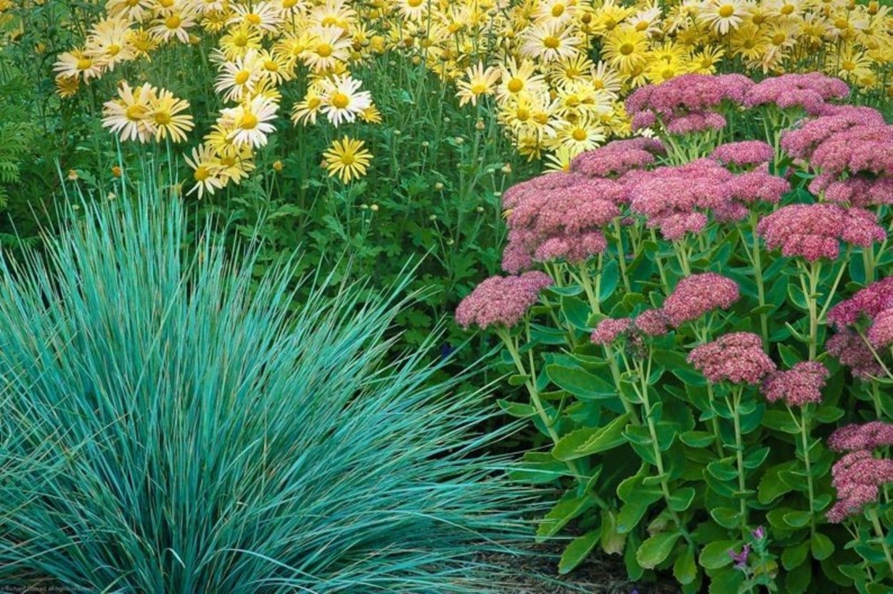 Императа ред Барон