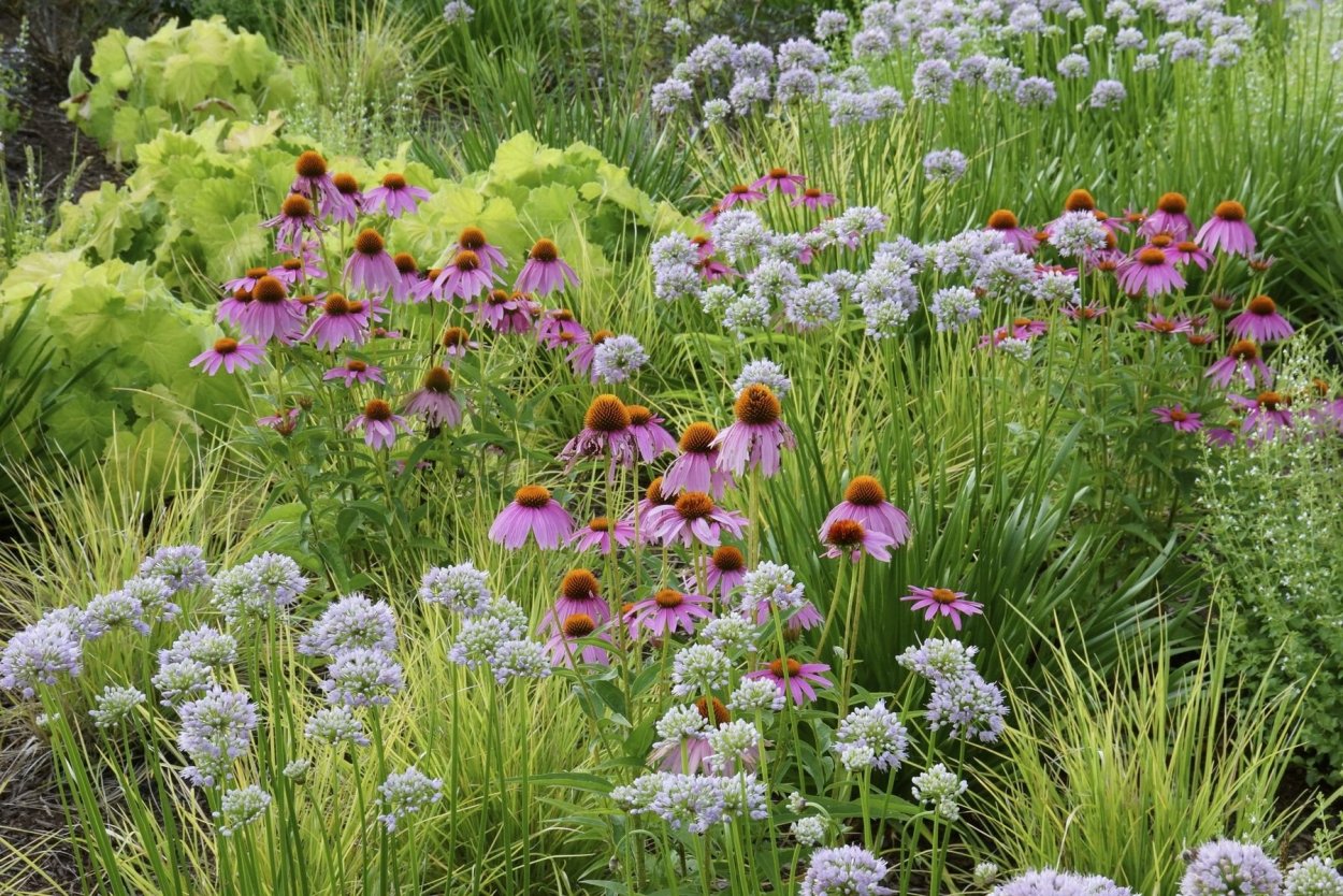 Миксбордер эхинацея тысячелистник