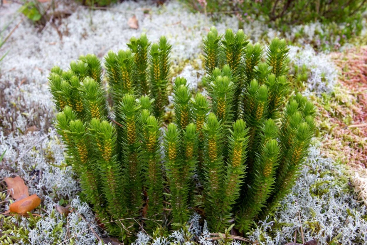 Папоротник (Polypodiophyta)