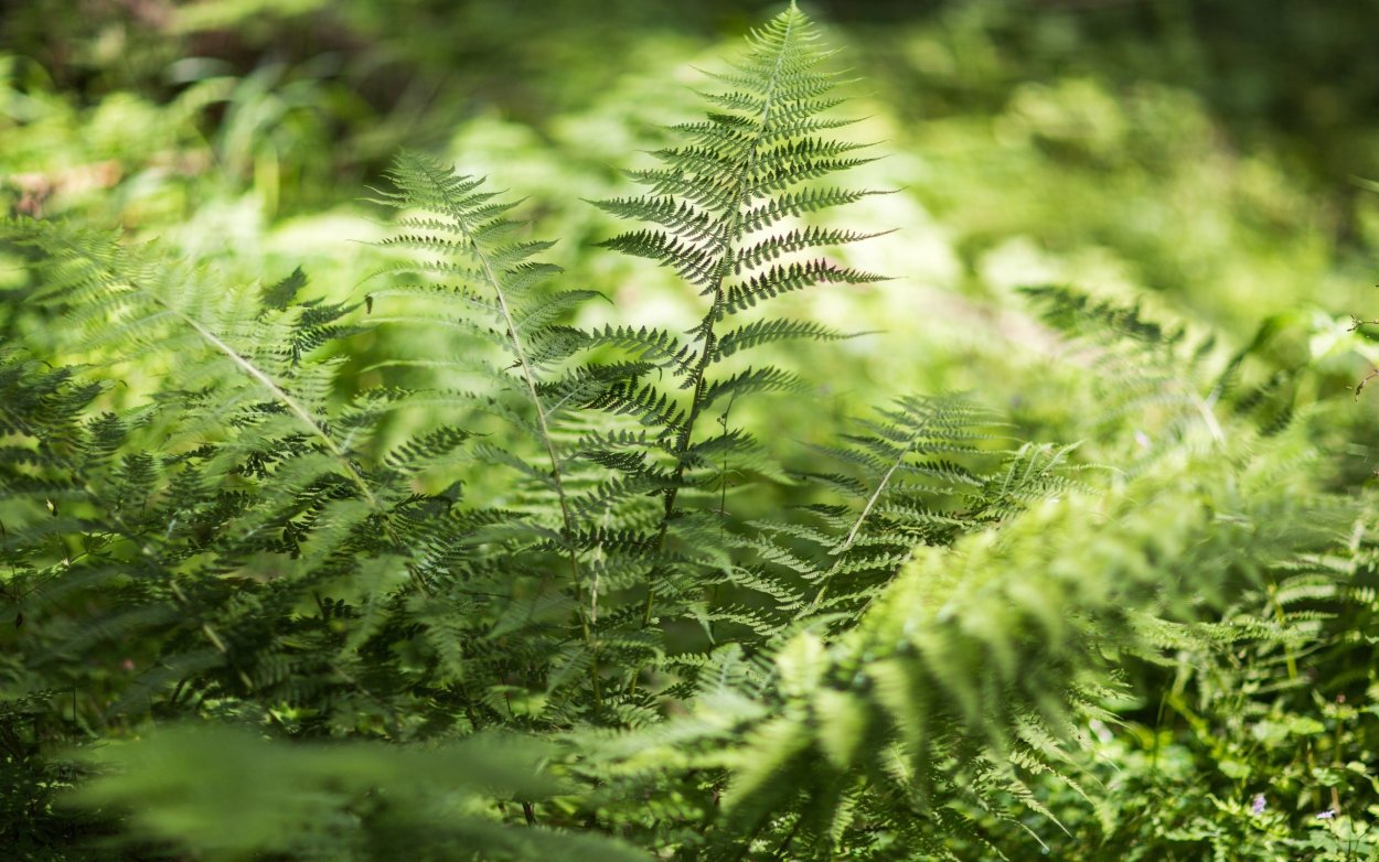 Папоротник Ферн