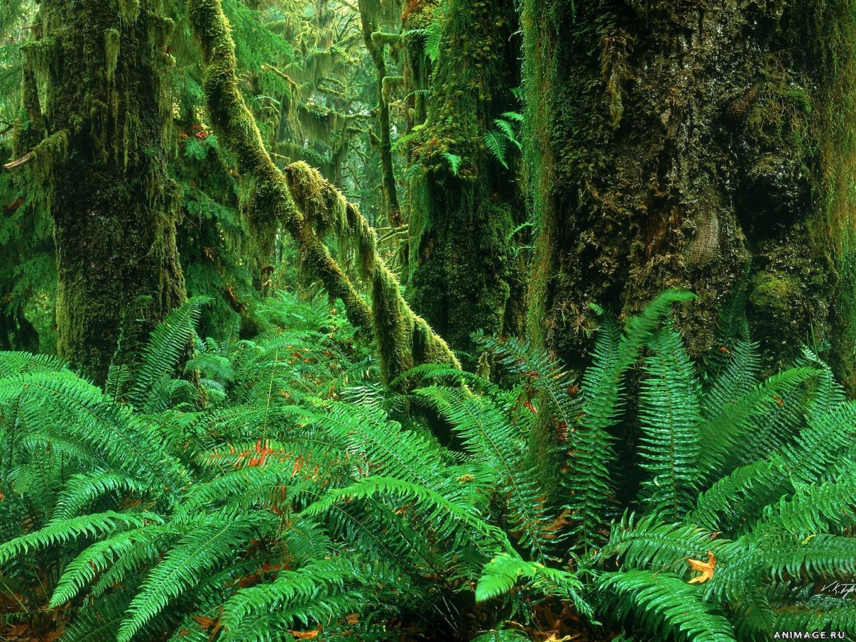 Роголистный папоротник