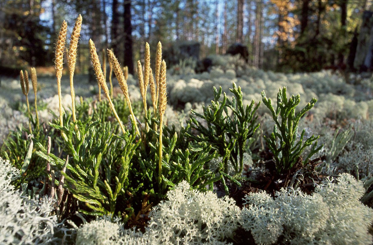 Зеленые цветы