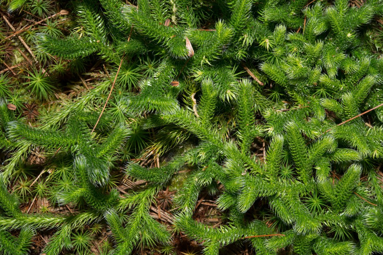 Плаун годичный (Lycopodium annotinum)