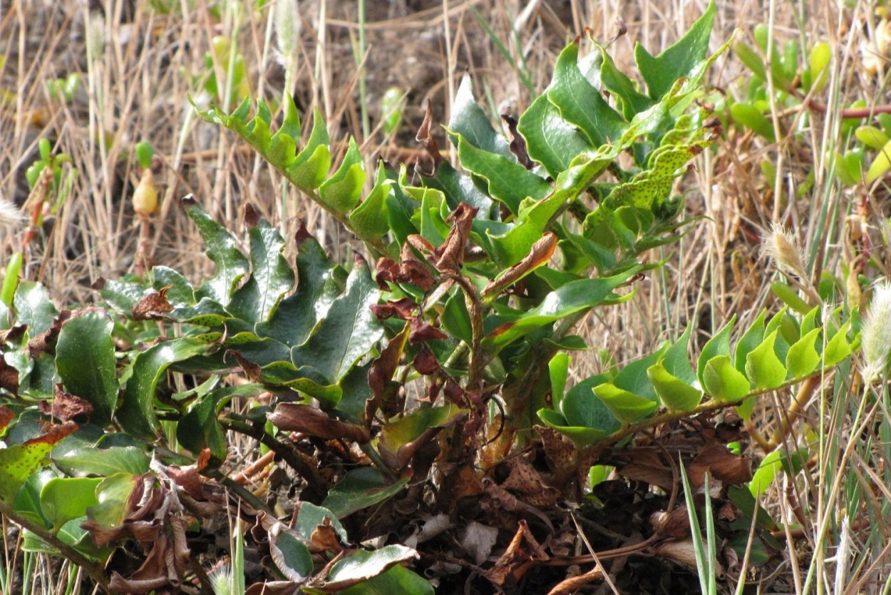 Многолетние травянистые растения семейства злаковых