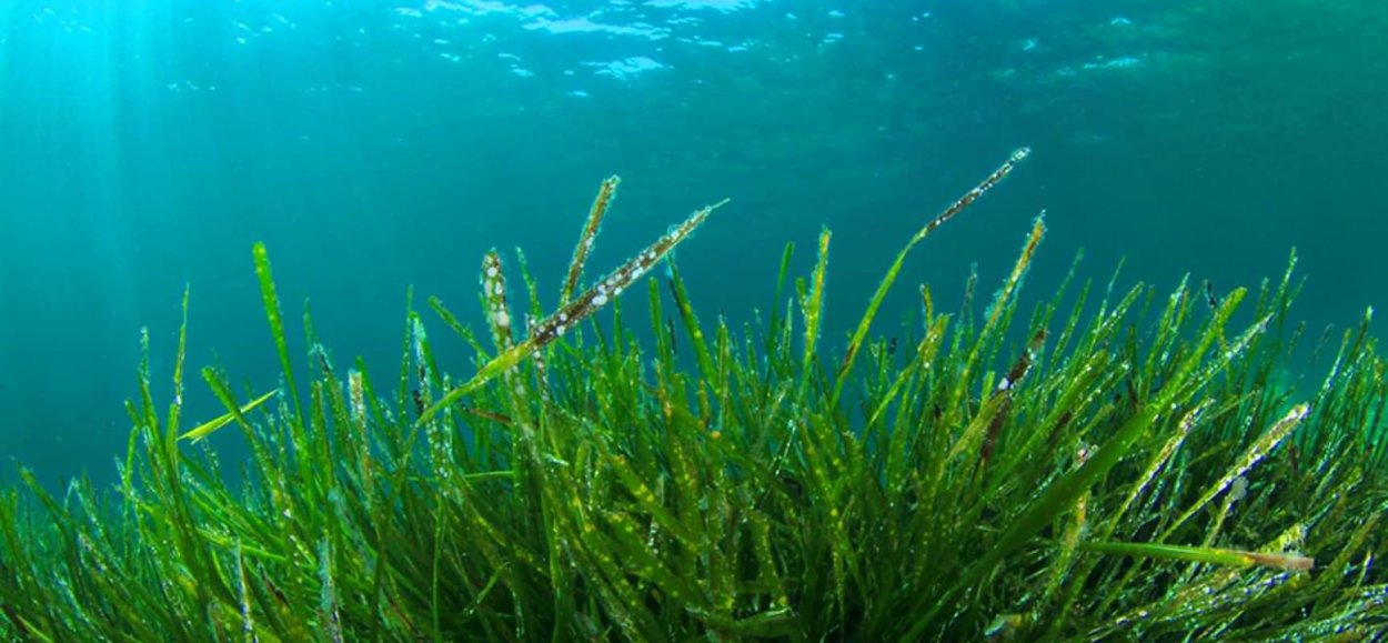 Бентосные морские водоросли