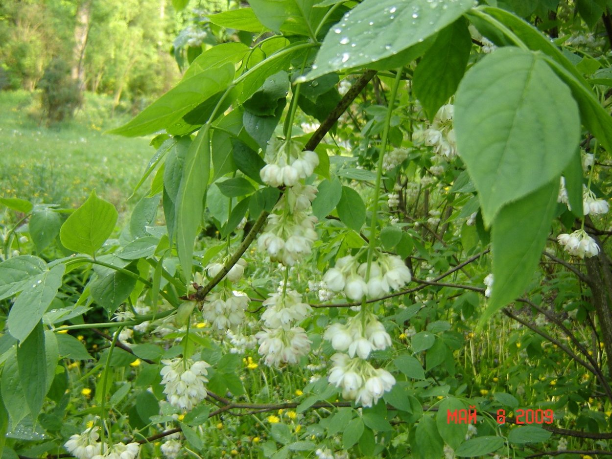 ДЖОНДЖОЛИ растение