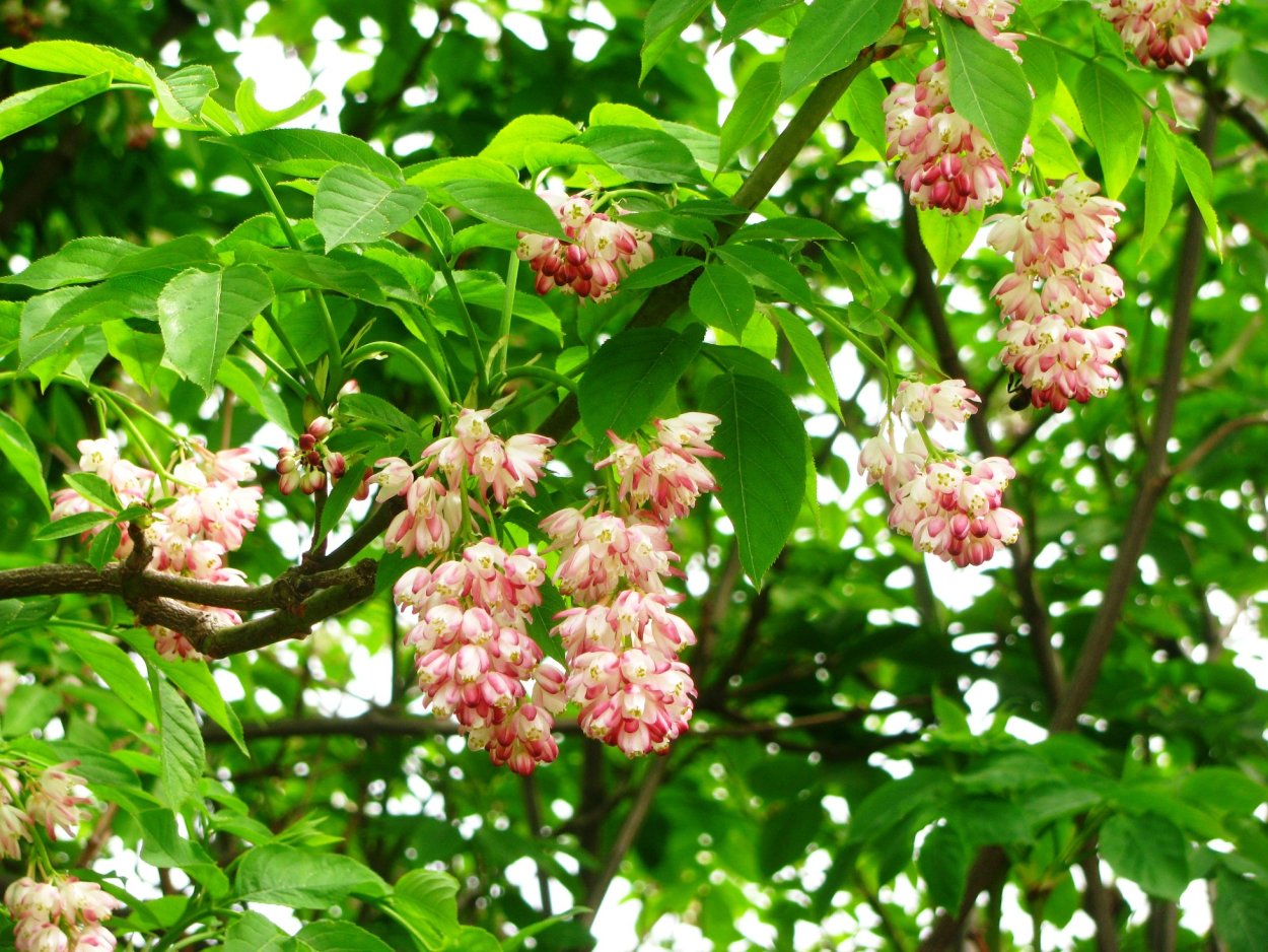 ДЖОНДЖОЛИ кустарник