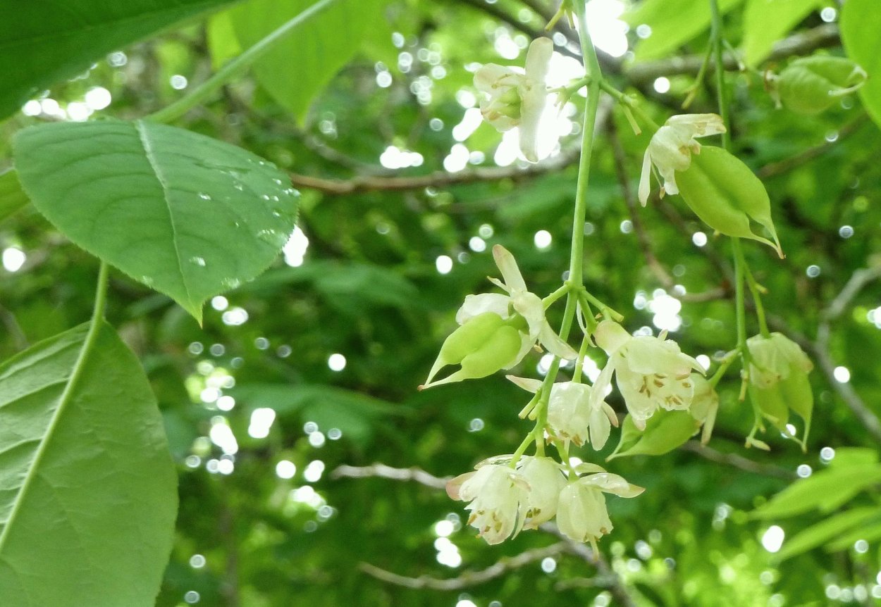 ДЖОНДЖОЛИ Акация