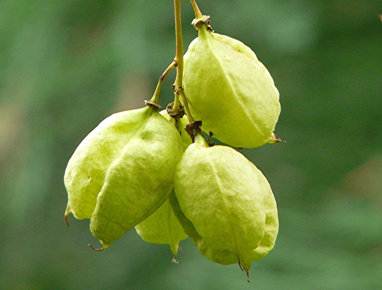 Клекачка Колхидская ДЖОНДЖОЛИ