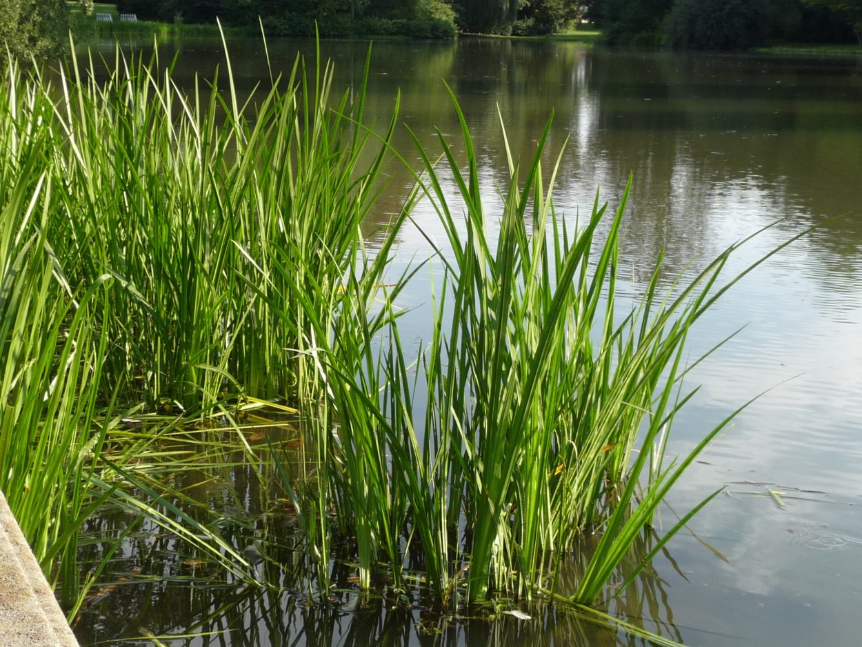 АИР обыкновенный - Acorus Calamus