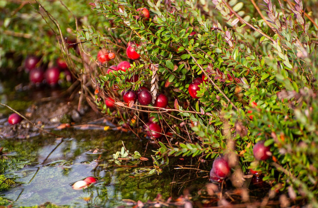 Брусника клюква болото