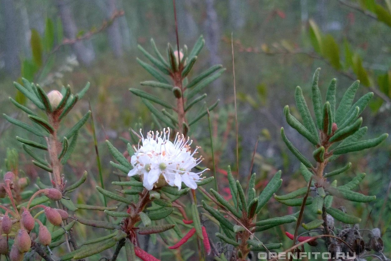 Багульник болотныи